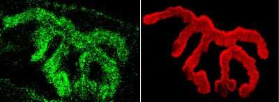Immunohistochemistry: Piccolo Antibody [NBP1-54407] - Immunohistochemistry analysis using Rabbit Anti-Piccolo Polyclonal Antibody (NBP1-54407). Tissue: Muscle. Species: Mouse. Primary Antibody: Rabbit Anti-Piccolo Polyclonal Antibody (NBP1-54407) at 1:400. Secondary Antibody: Alexa Fluor 488 Goat Anti-Rabbit. Counterstain: BTX (red). Localization: Selective staining of the NMJ.